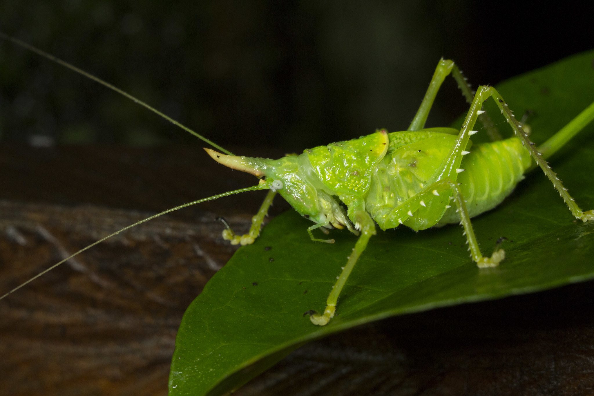 Copiphora