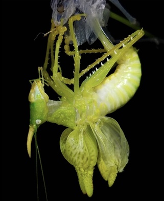 Copiphora