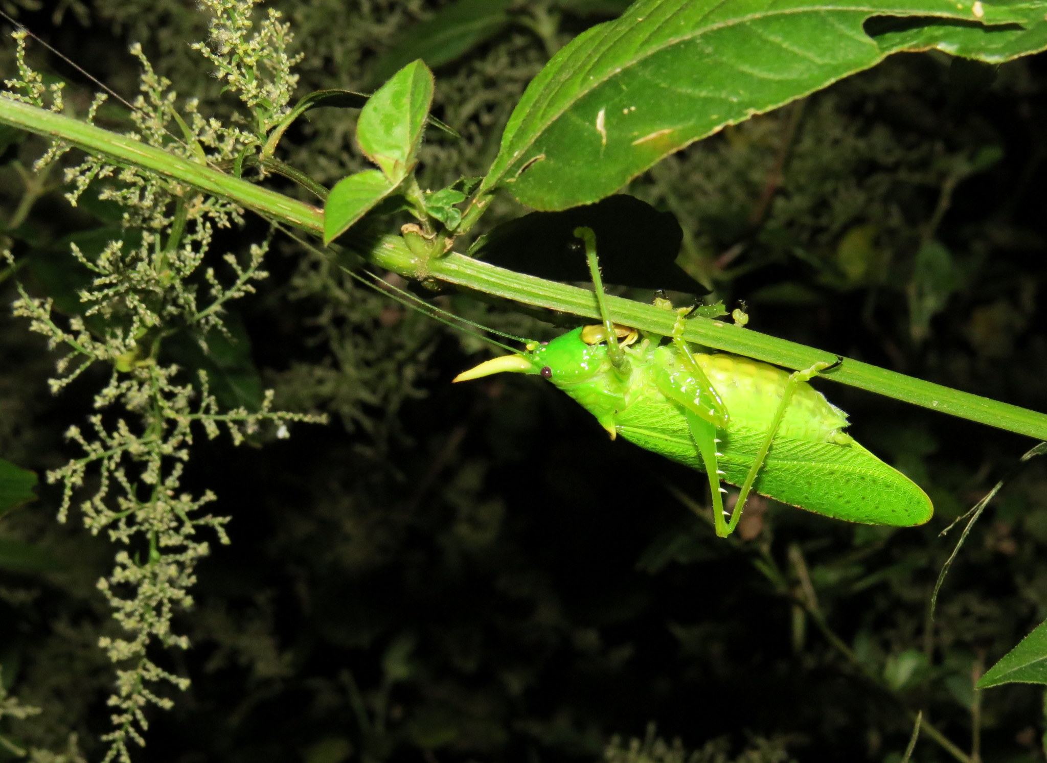 Copiphora
