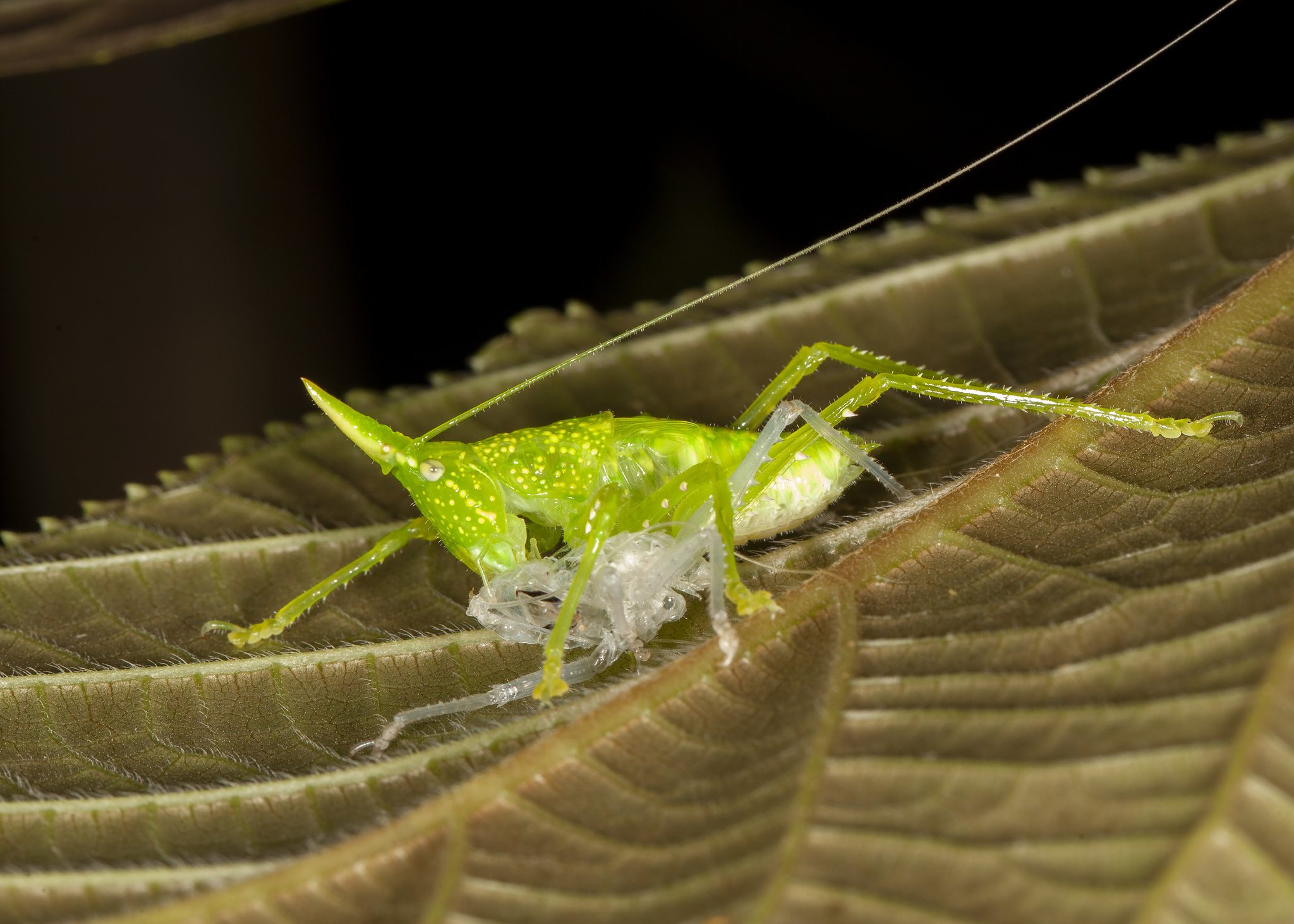Copiphora
