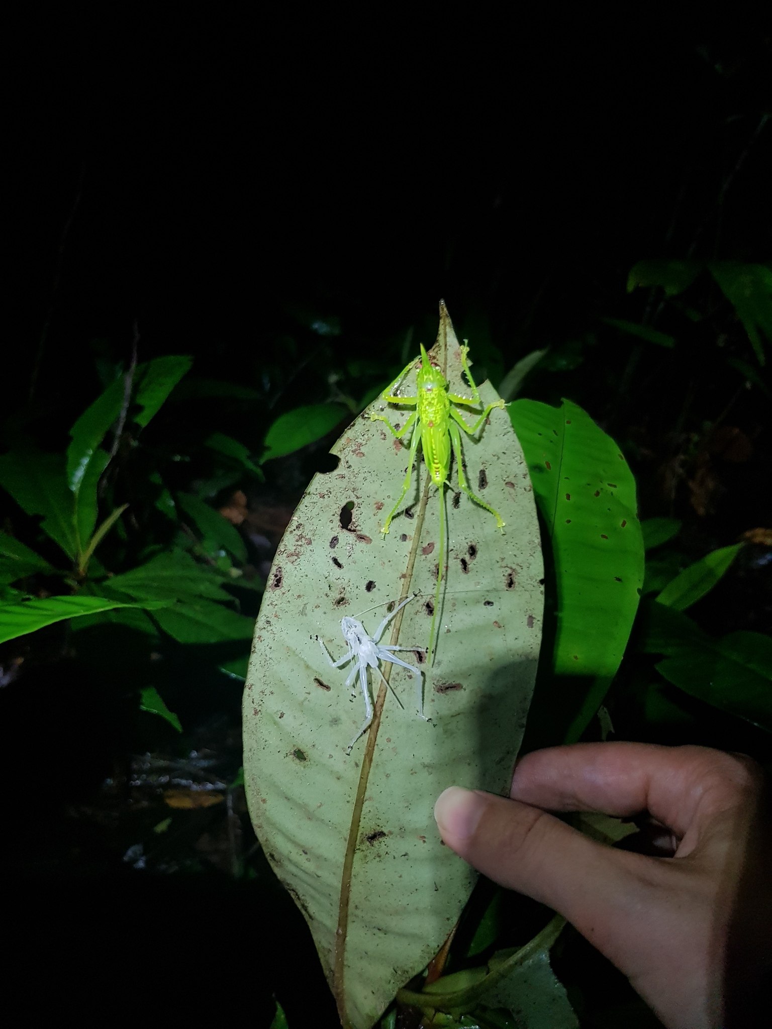 Copiphora