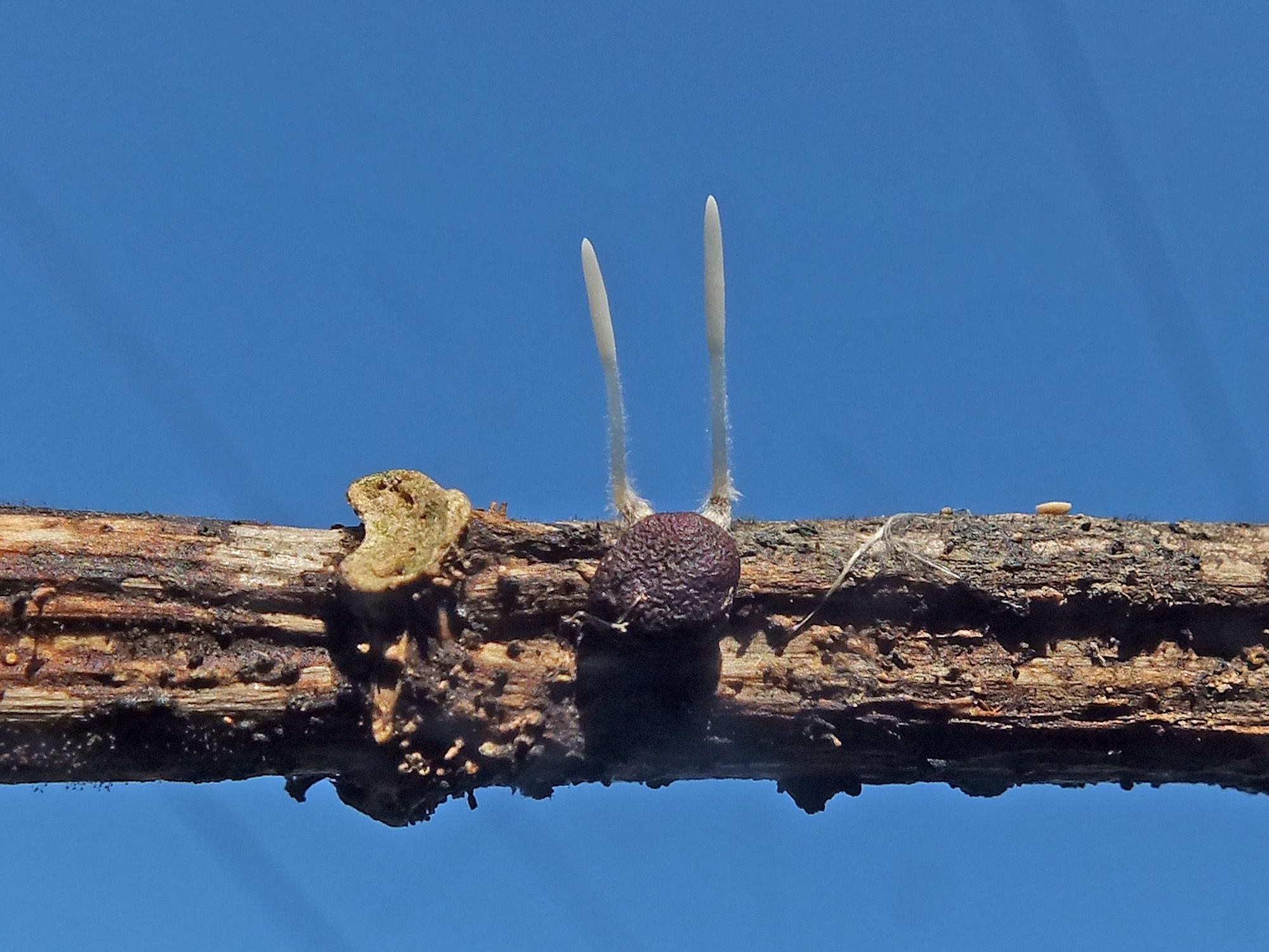 Typhula variabilis