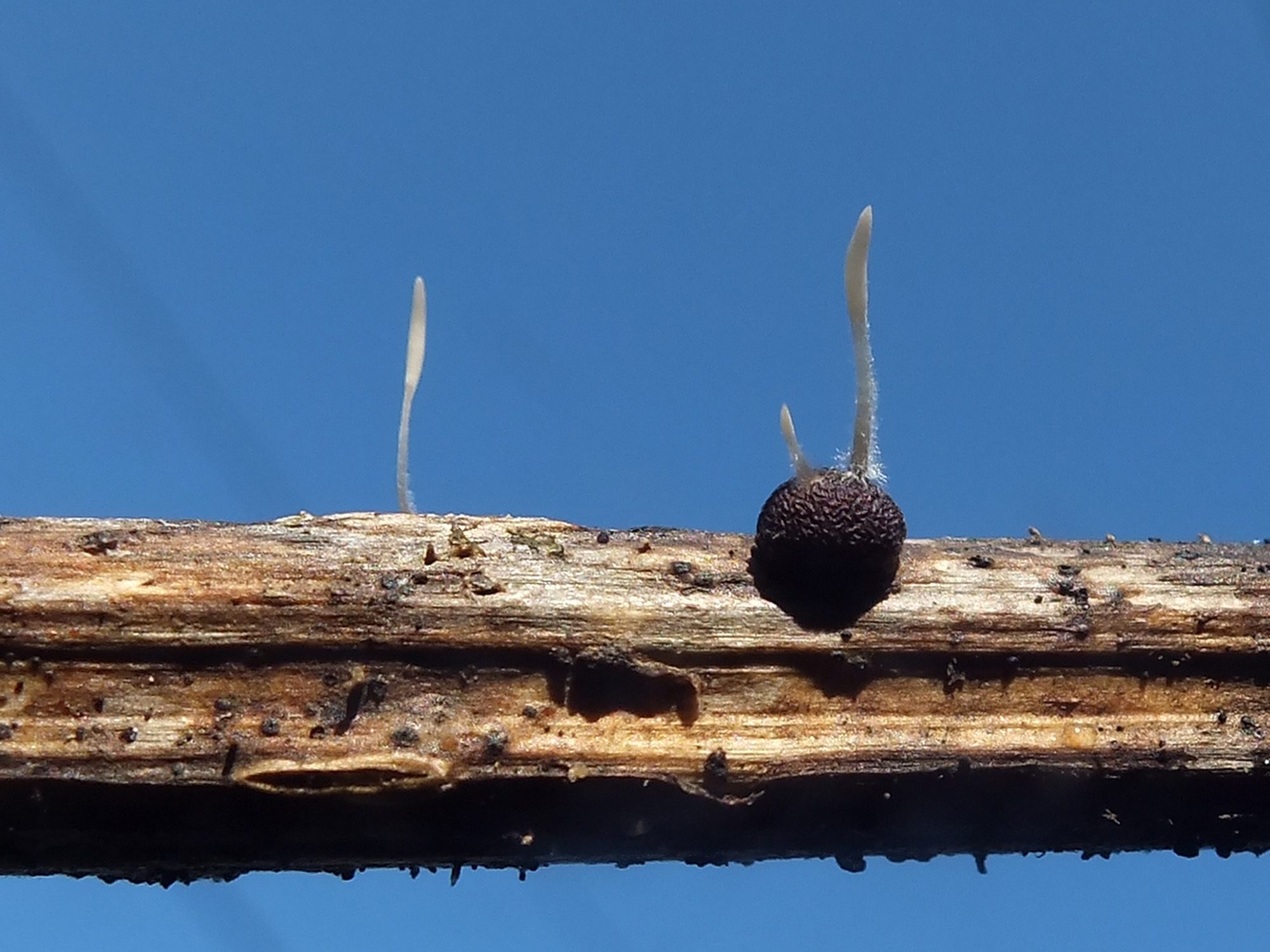 Typhula variabilis