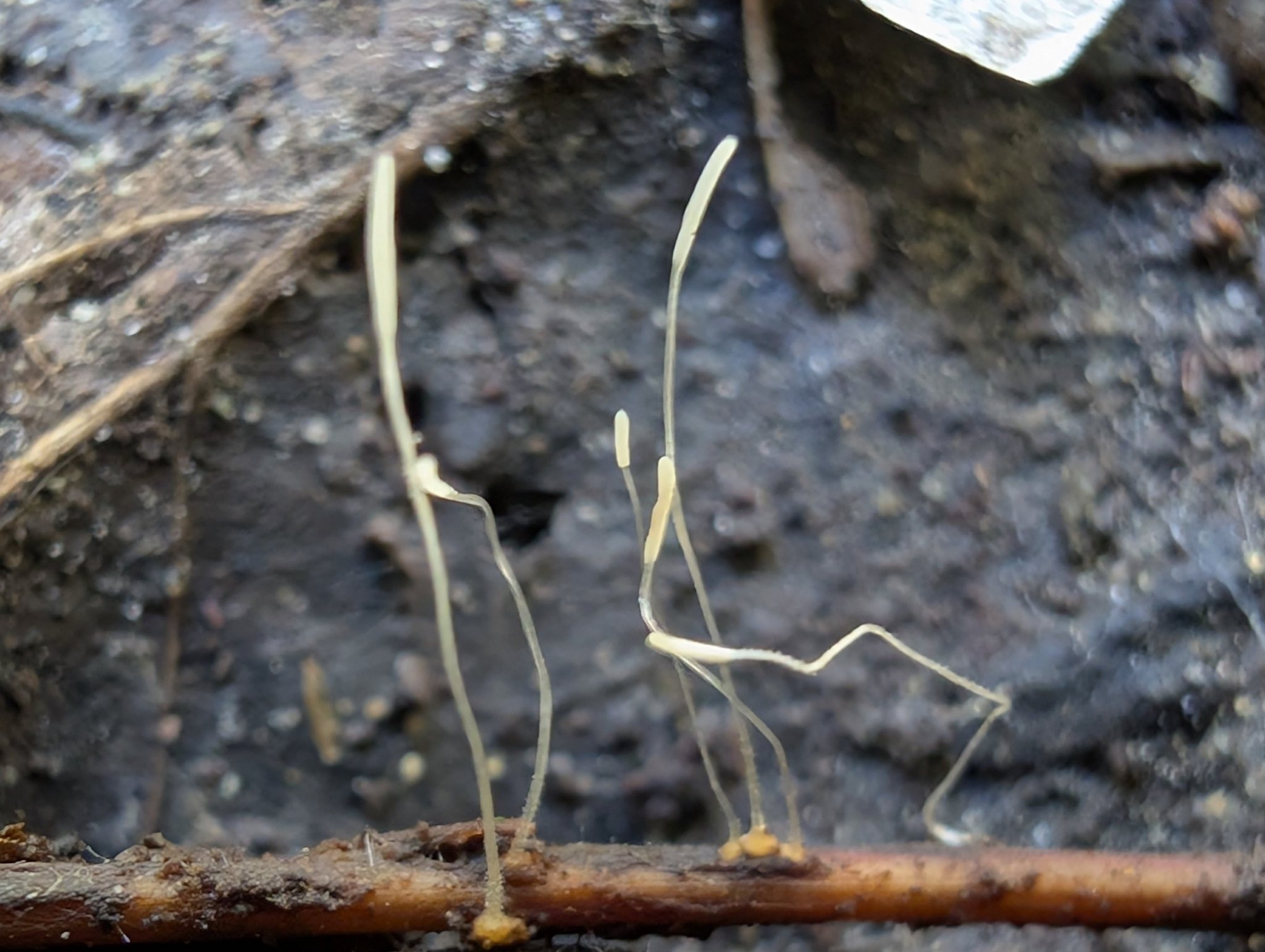 Typhula variabilis