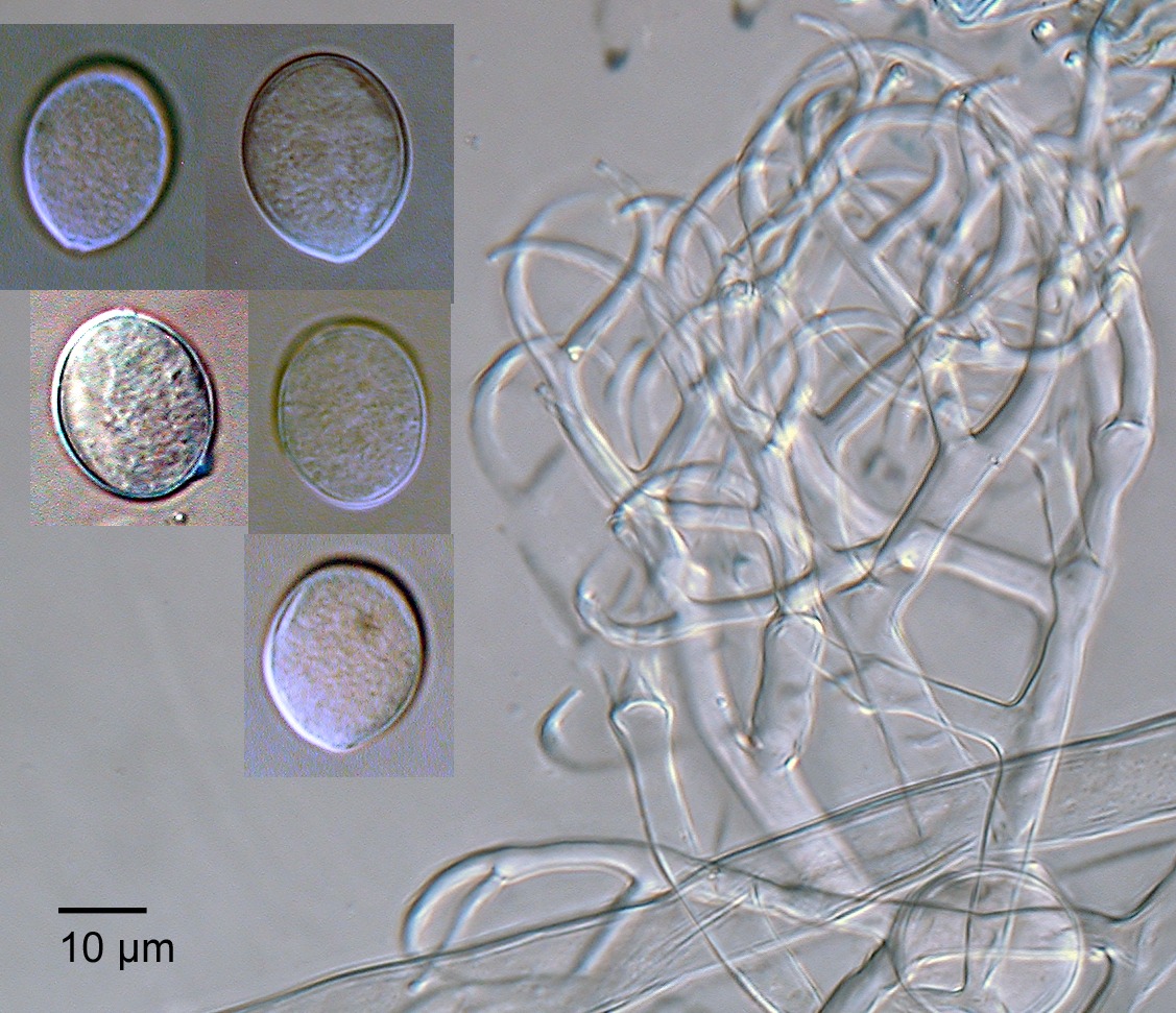 Hyaloperonospora parasitica