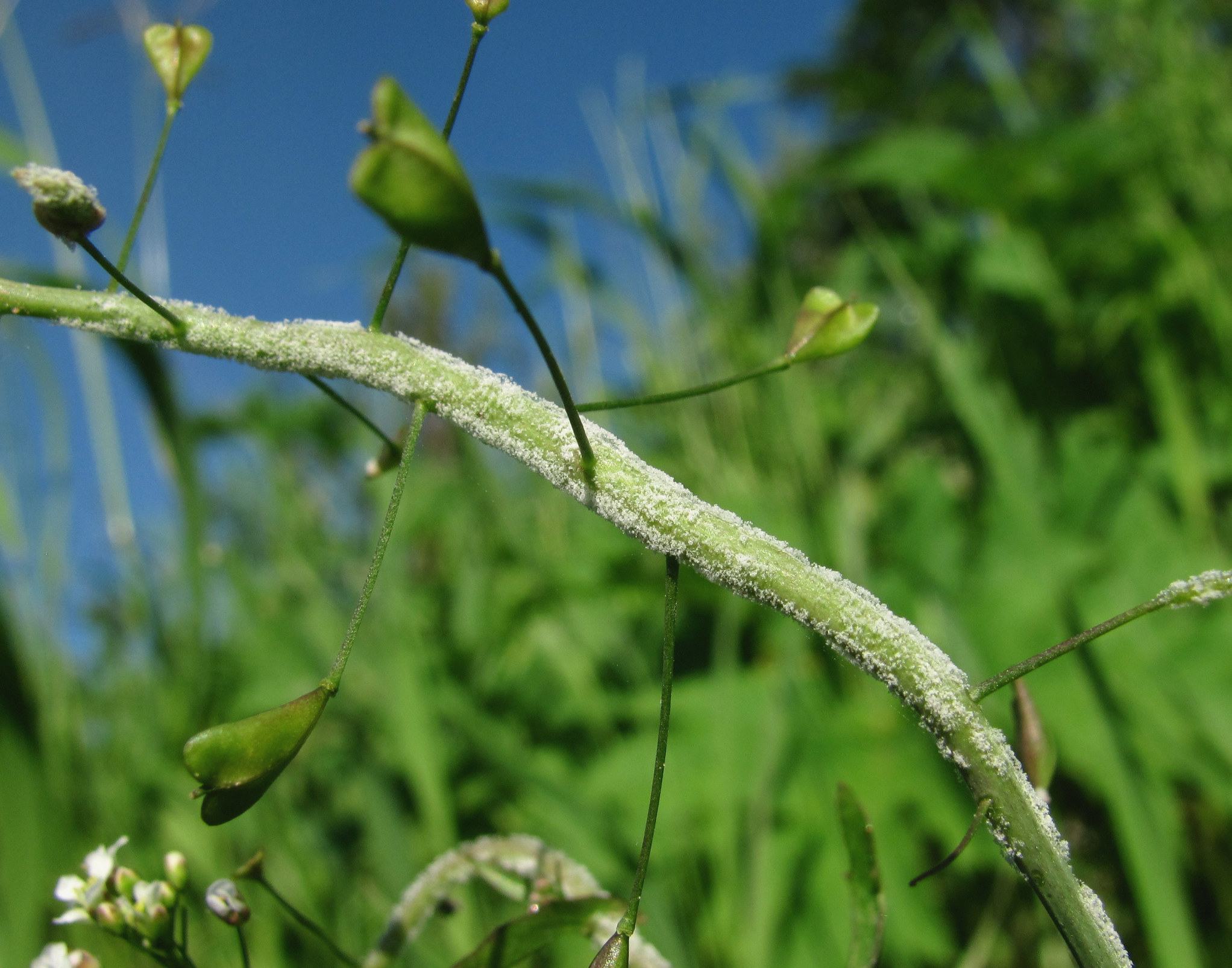 Hyaloperonospora parasitica
