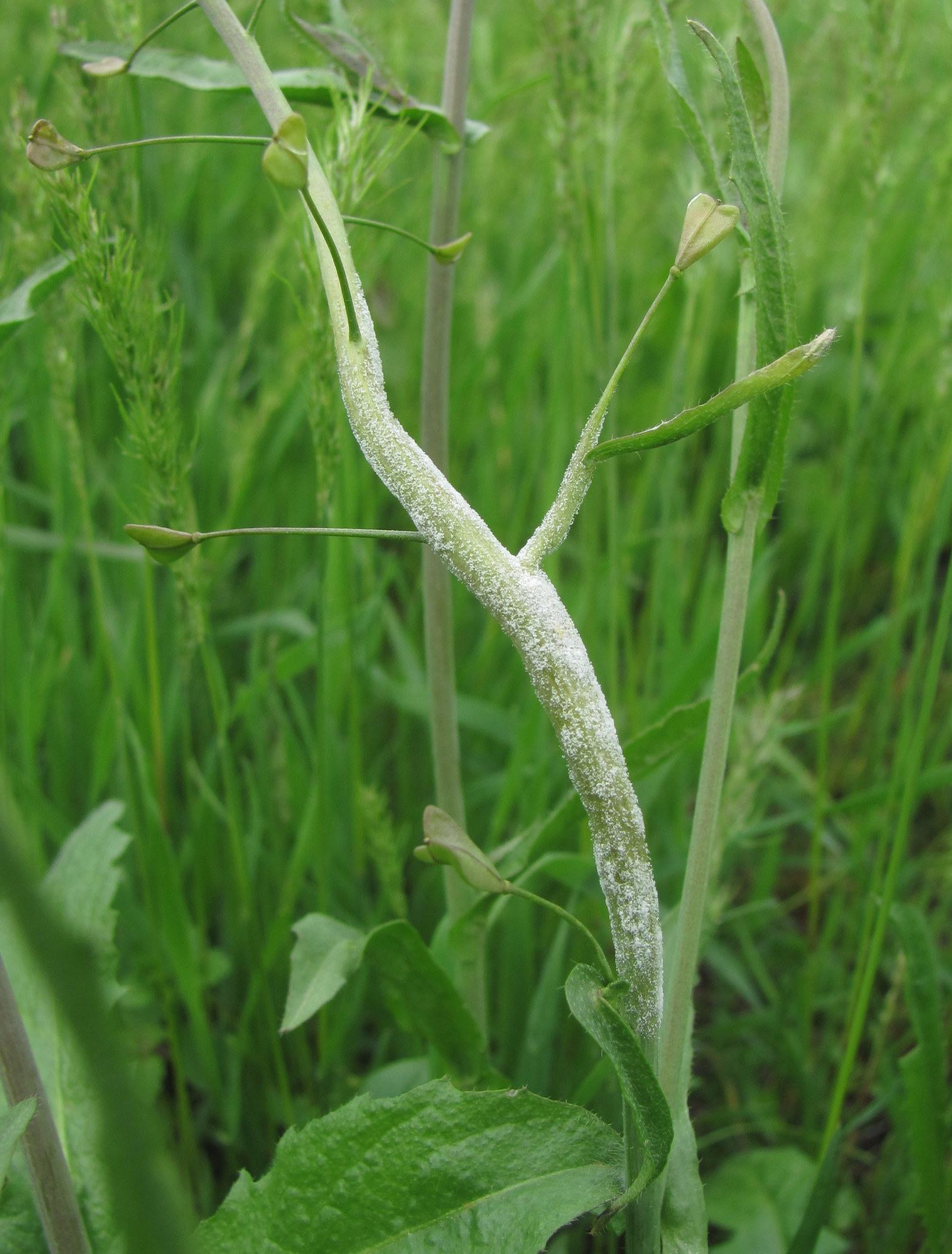 Hyaloperonospora parasitica