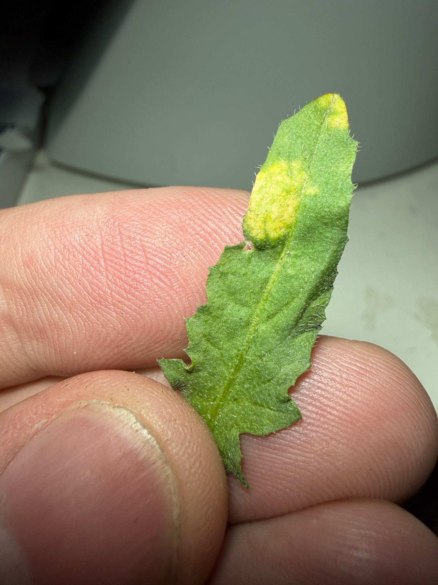 Hyaloperonospora parasitica