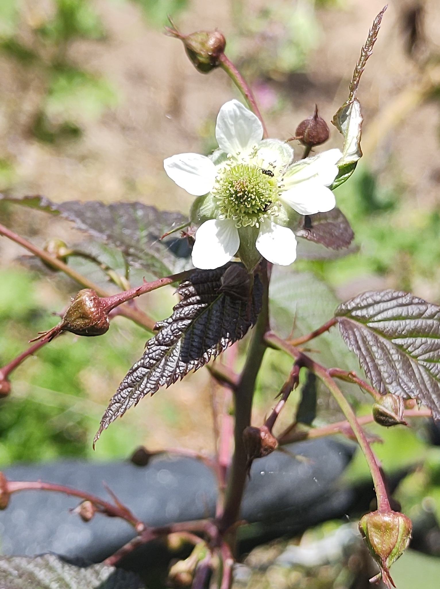 Rubus glaucus