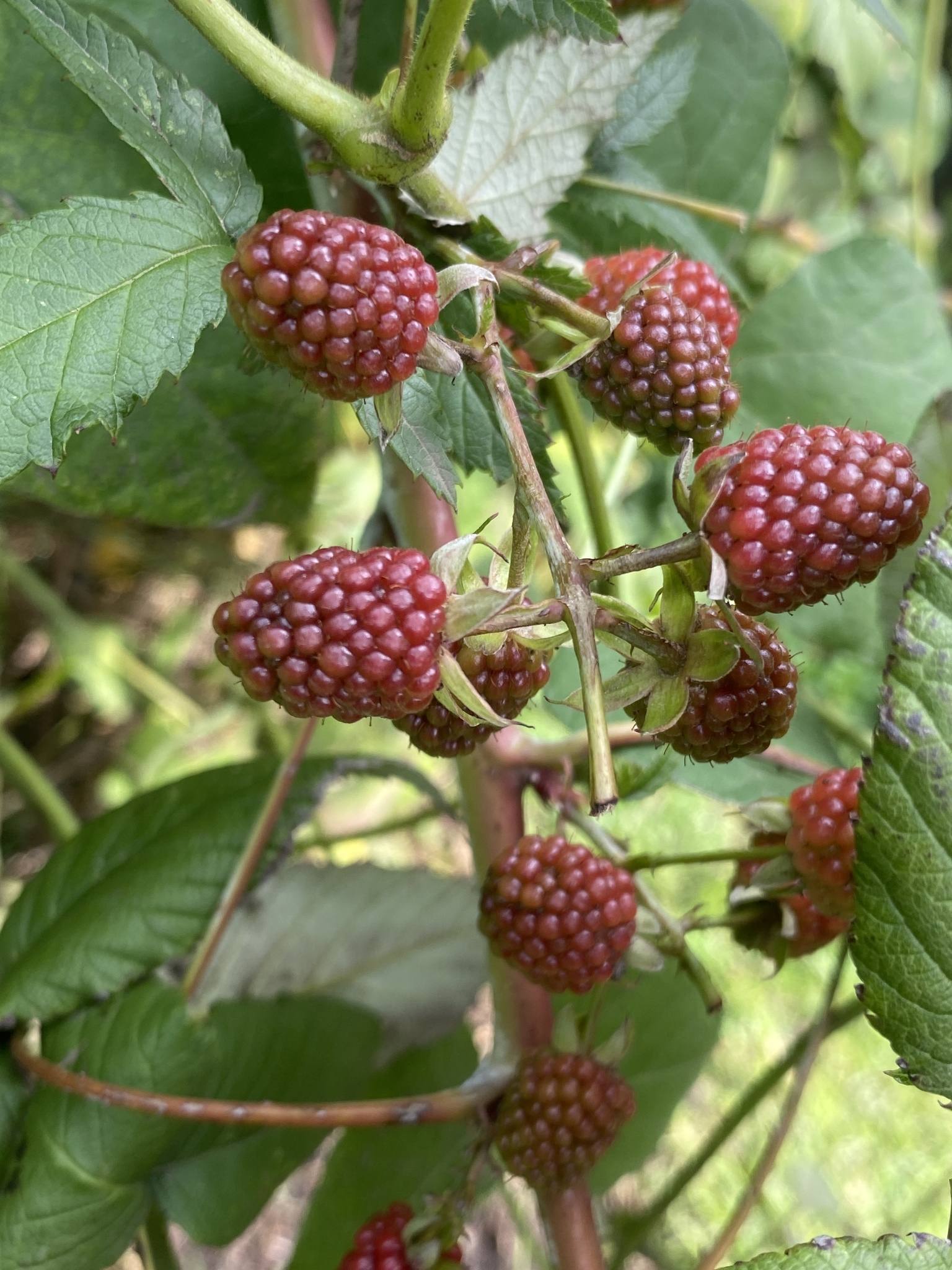 Rubus glaucus