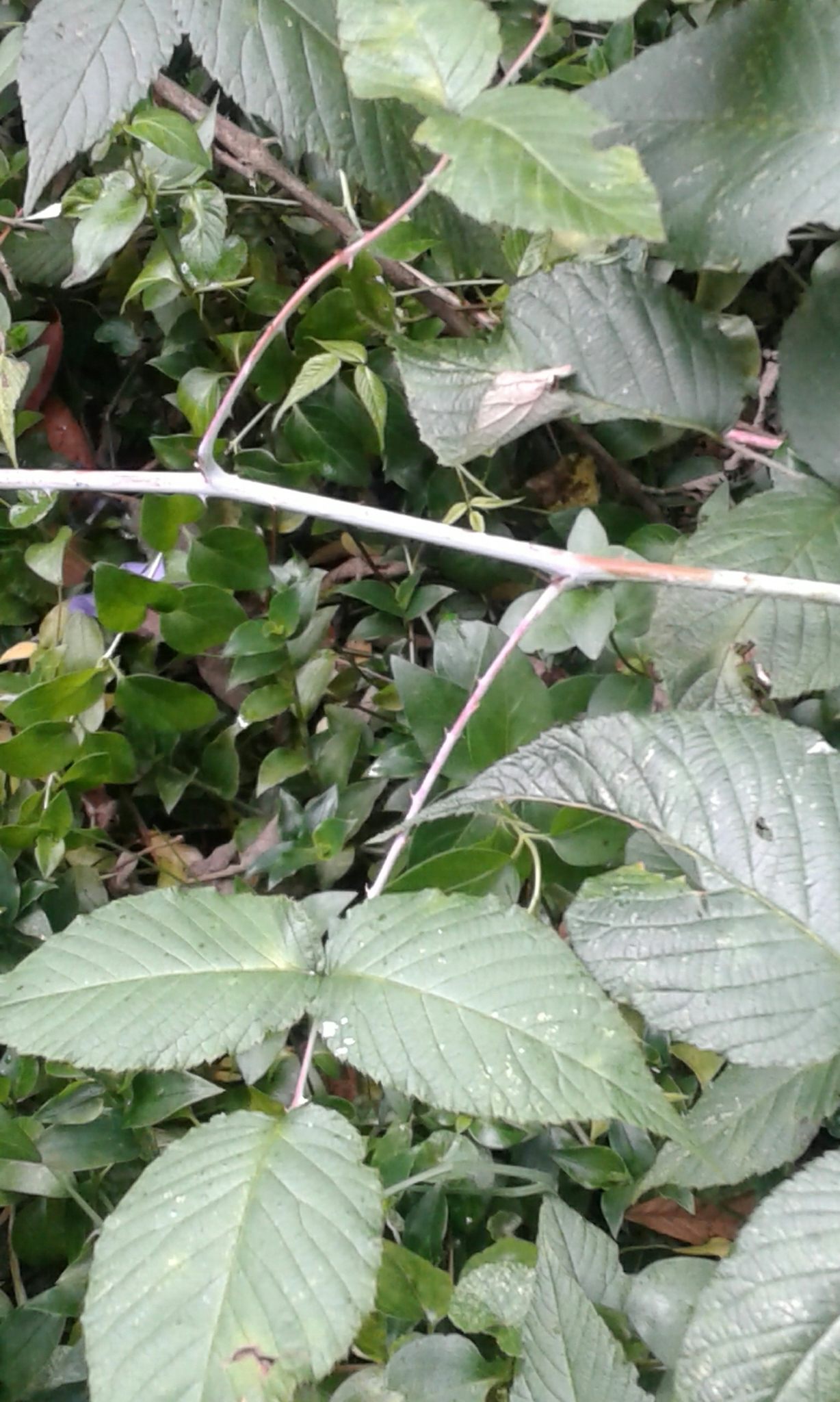 Rubus glaucus