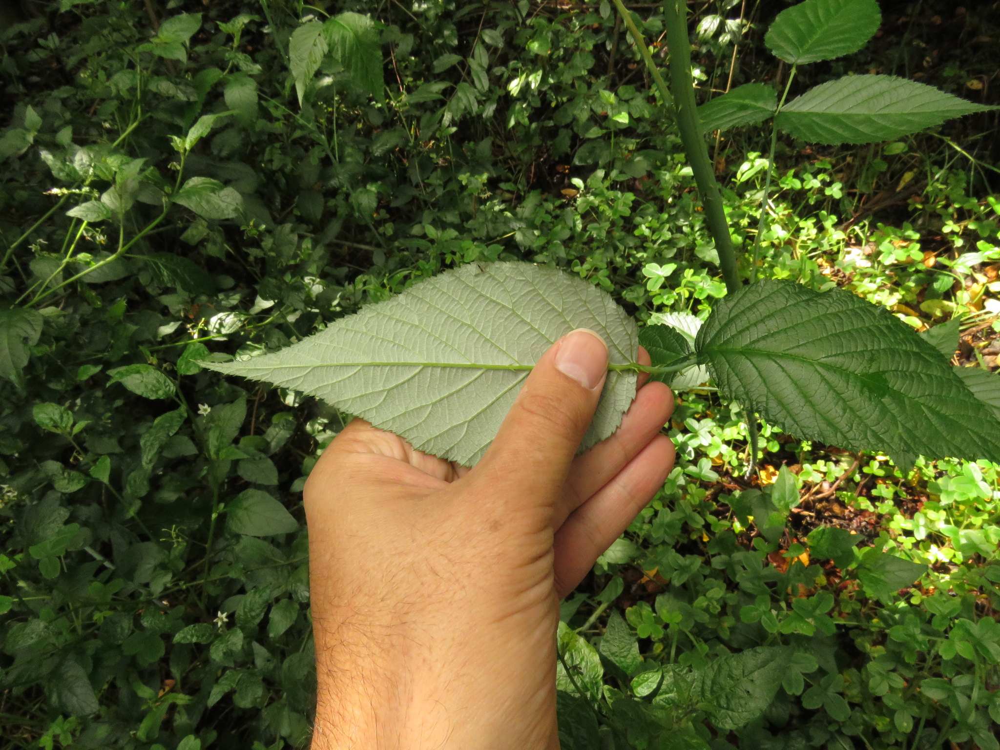 Rubus glaucus