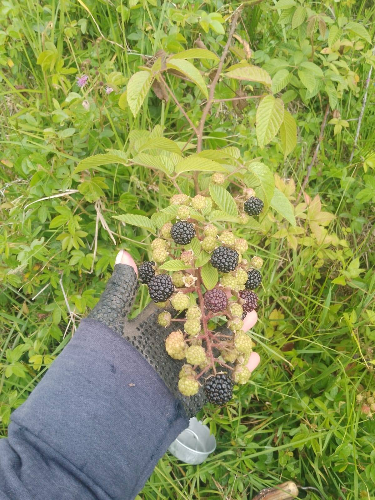 Rubus glaucus