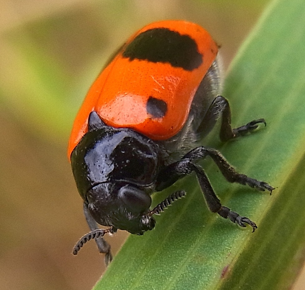 Clytra