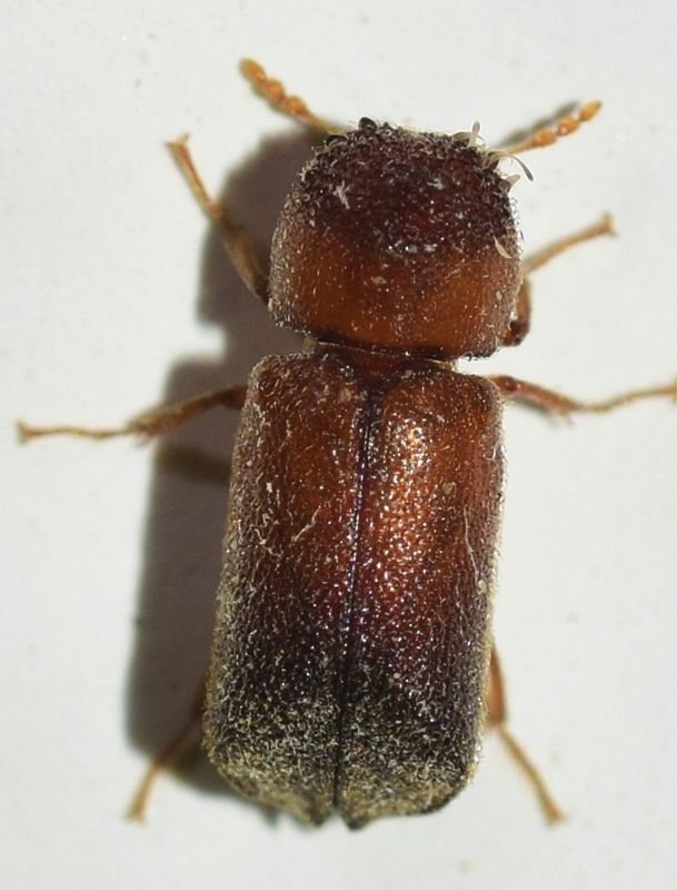 Xyloperthella picea