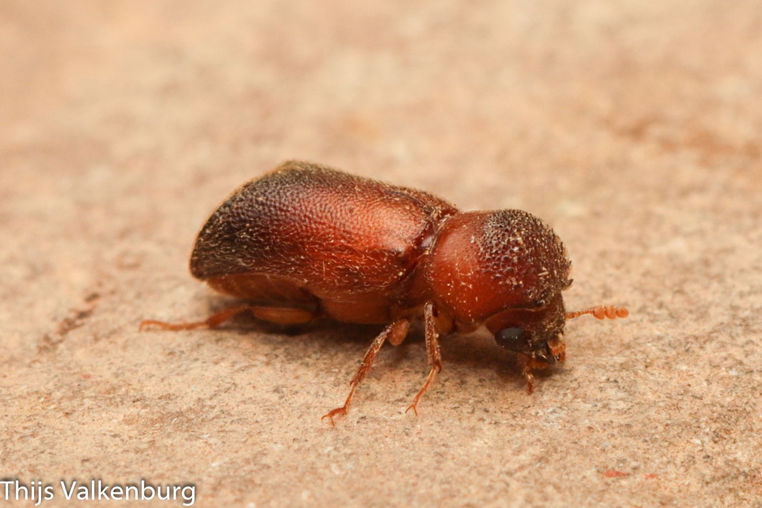 Xyloperthella picea