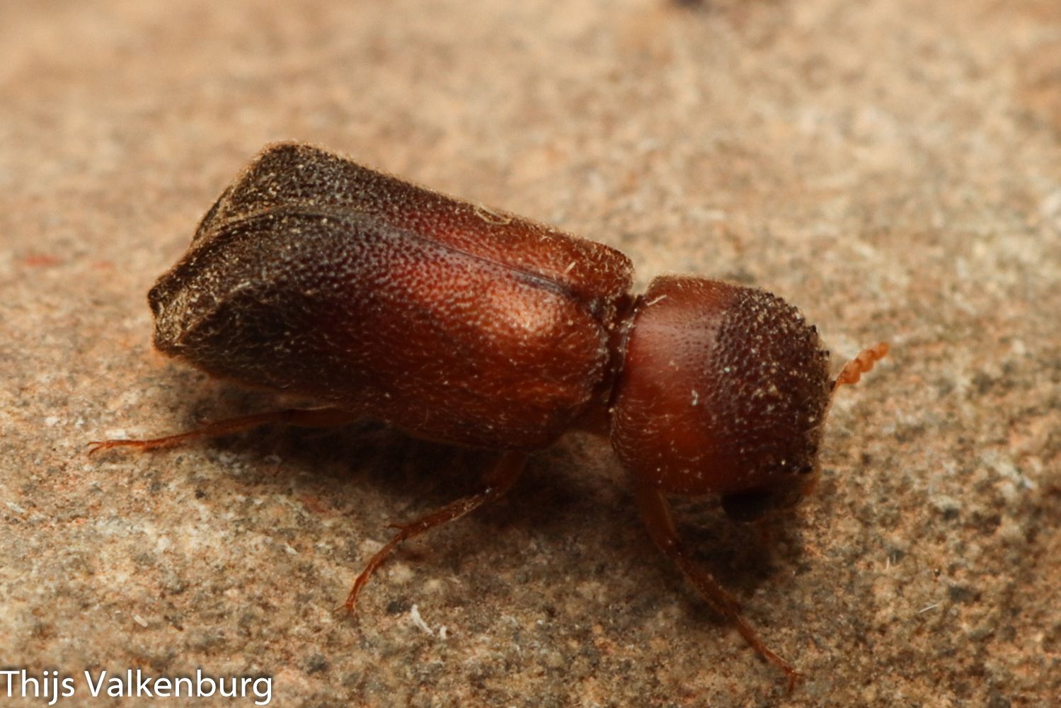 Xyloperthella picea