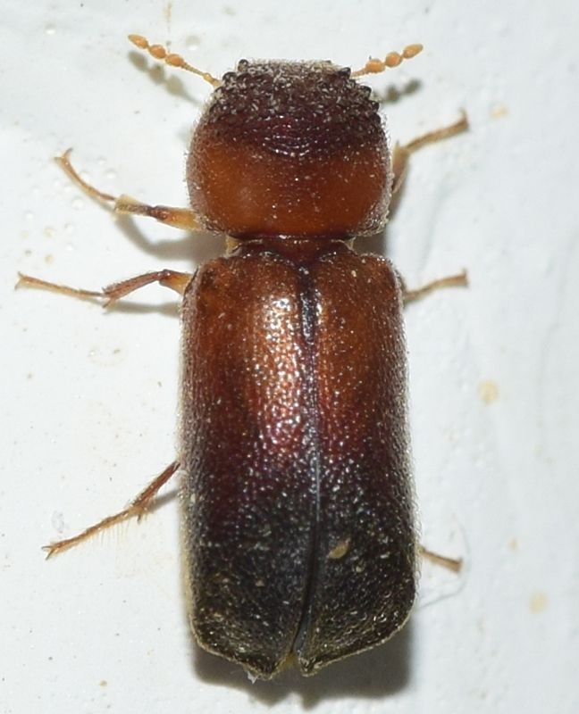 Xyloperthella picea
