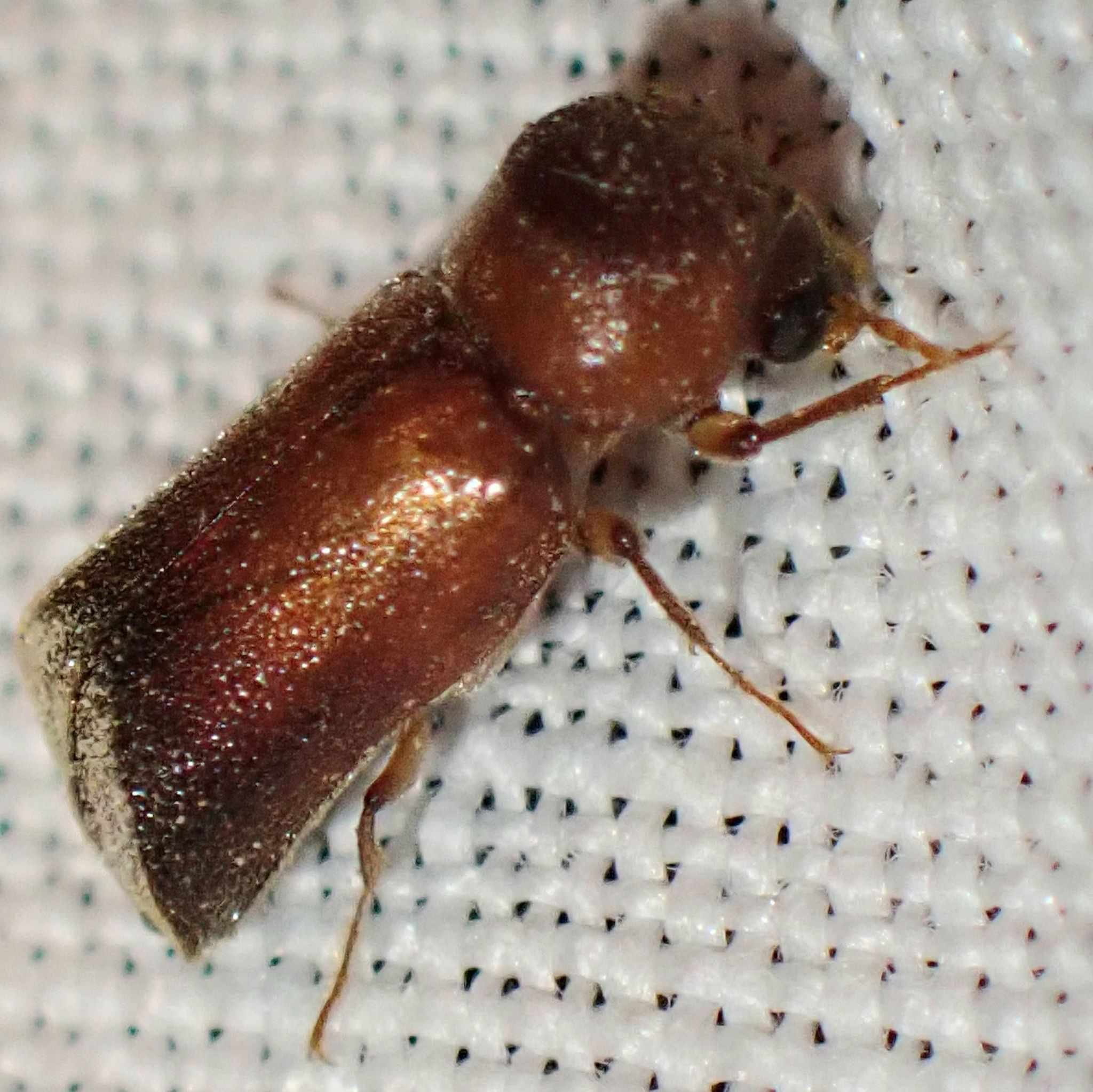 Xyloperthella picea