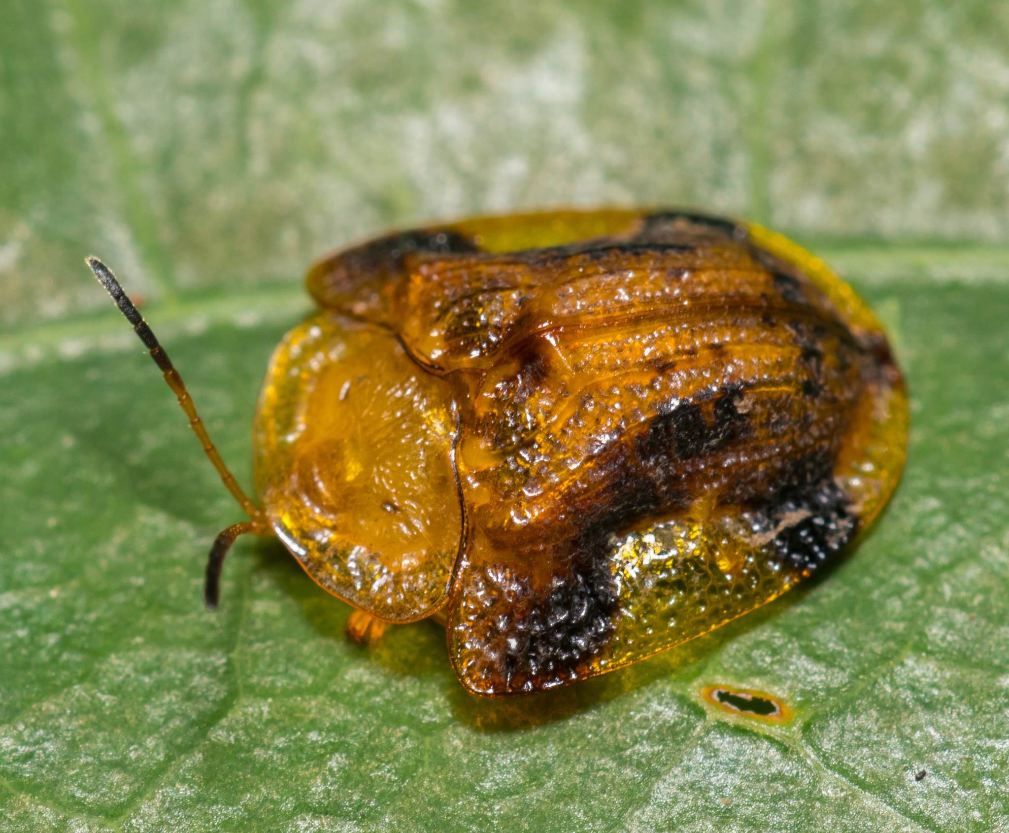 Laccoptera