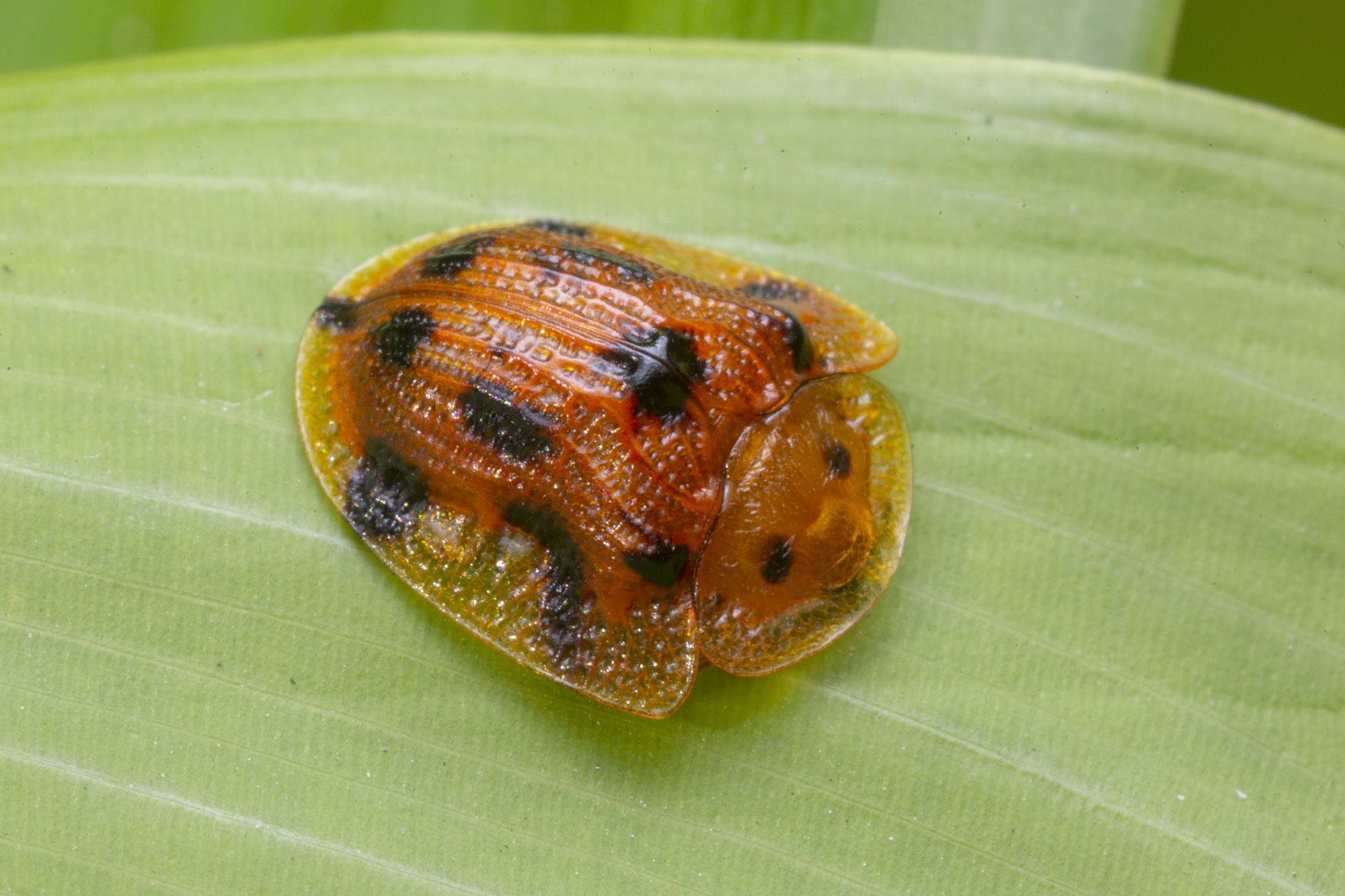 Laccoptera