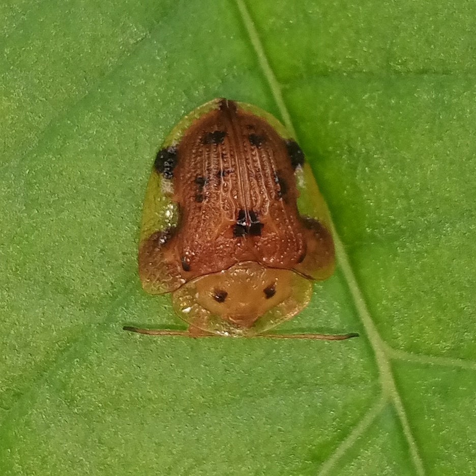 Laccoptera