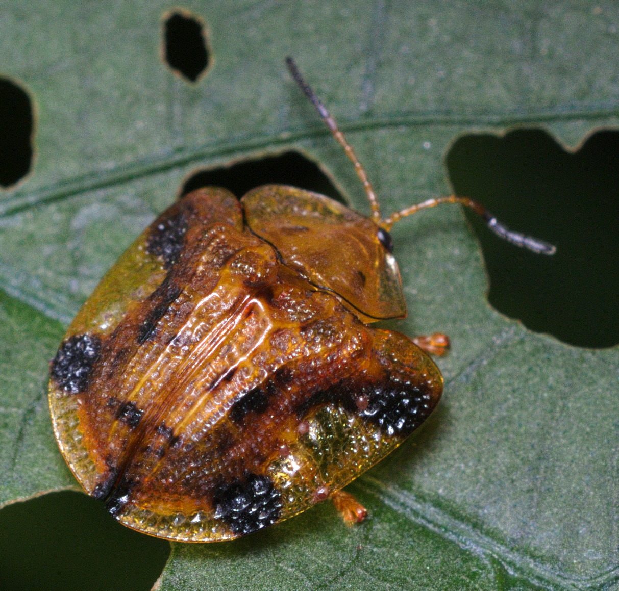 Laccoptera