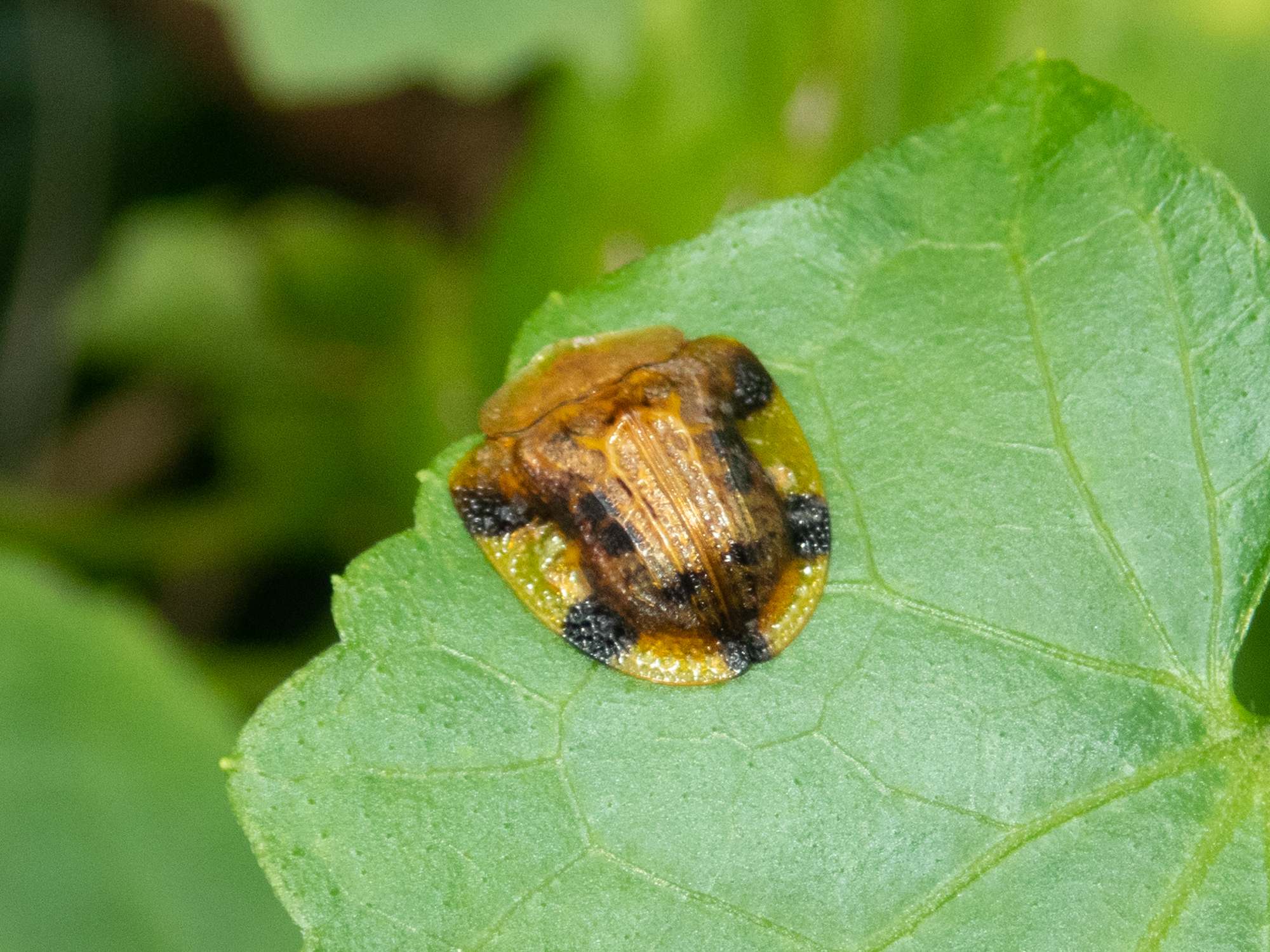 Laccoptera