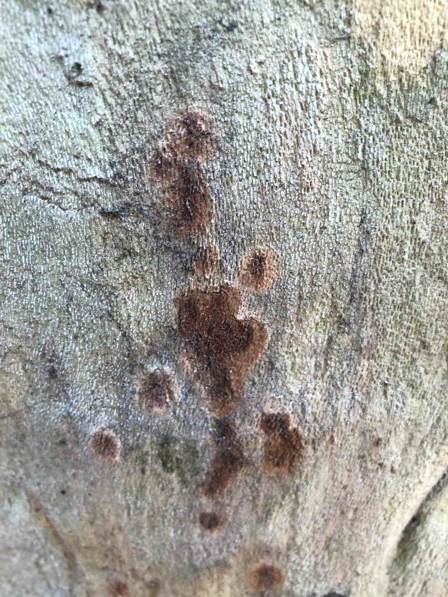 Ceratocystis platani