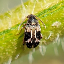 Callosobruchus maculatus
