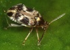 Callosobruchus maculatus