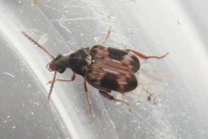 Callosobruchus maculatus