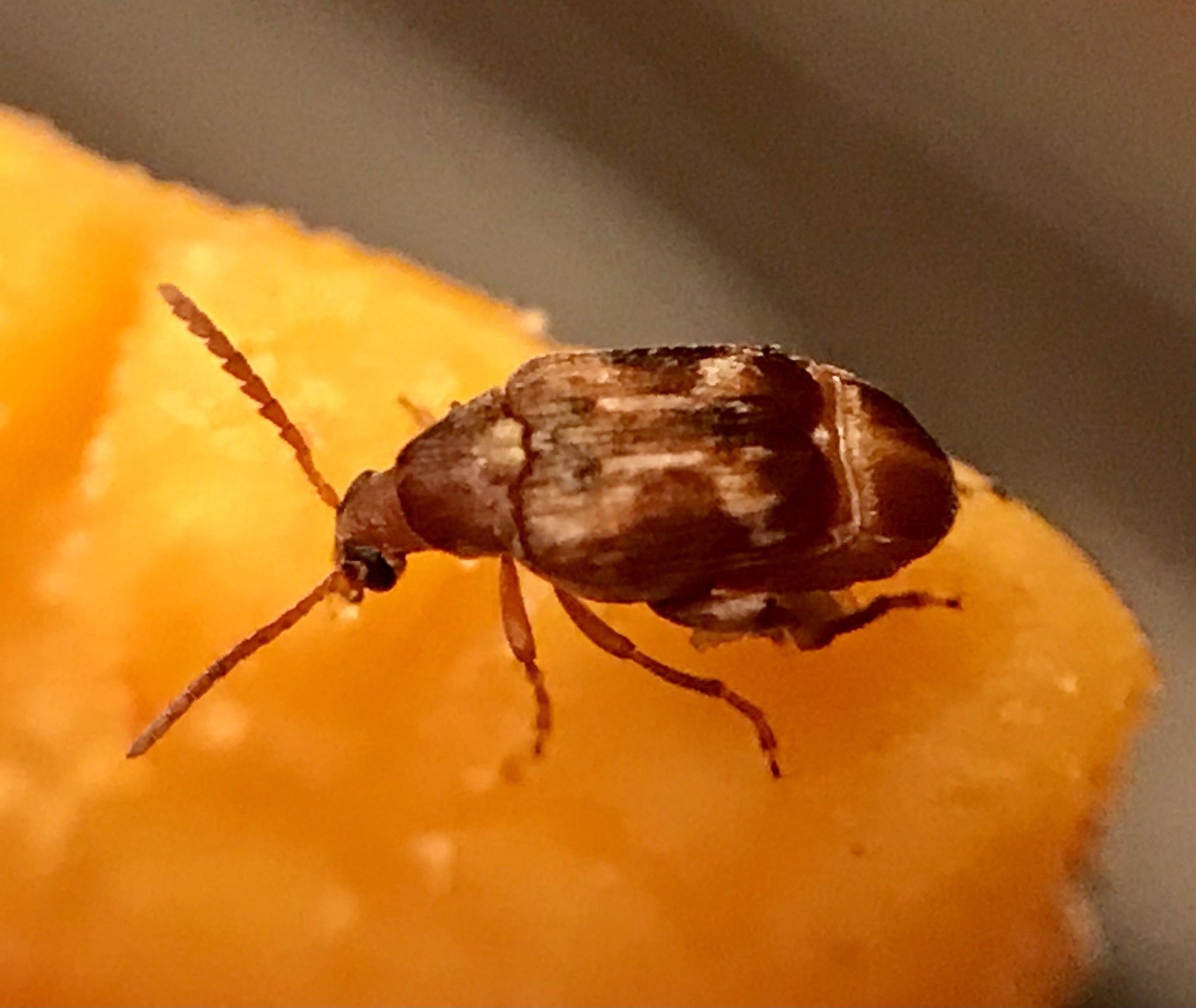 Callosobruchus maculatus
