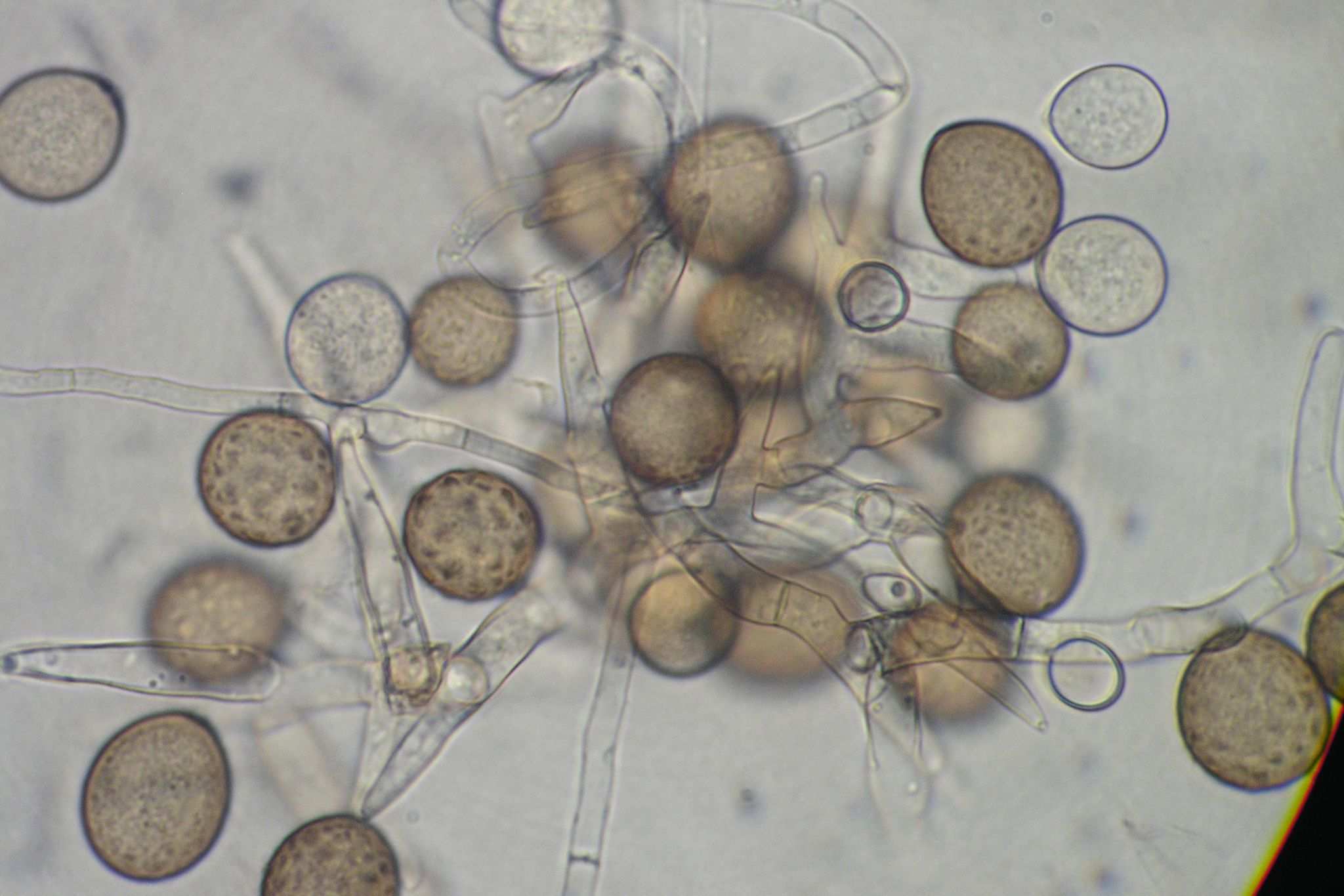 Harzia verrucosa
