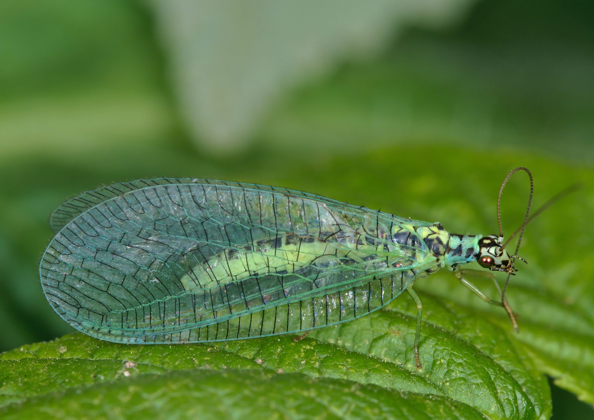Chrysopa perla