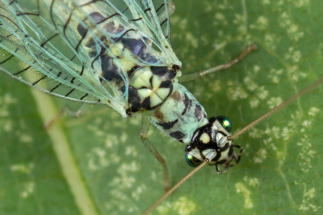 Chrysopa perla