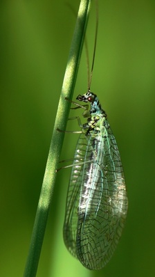 Chrysopa perla