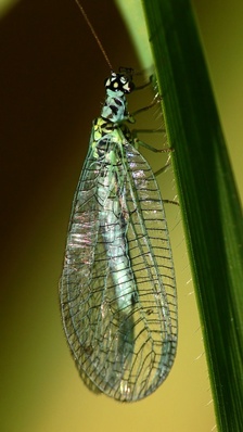 Chrysopa perla