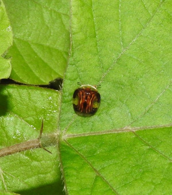 Charidotis vitreata