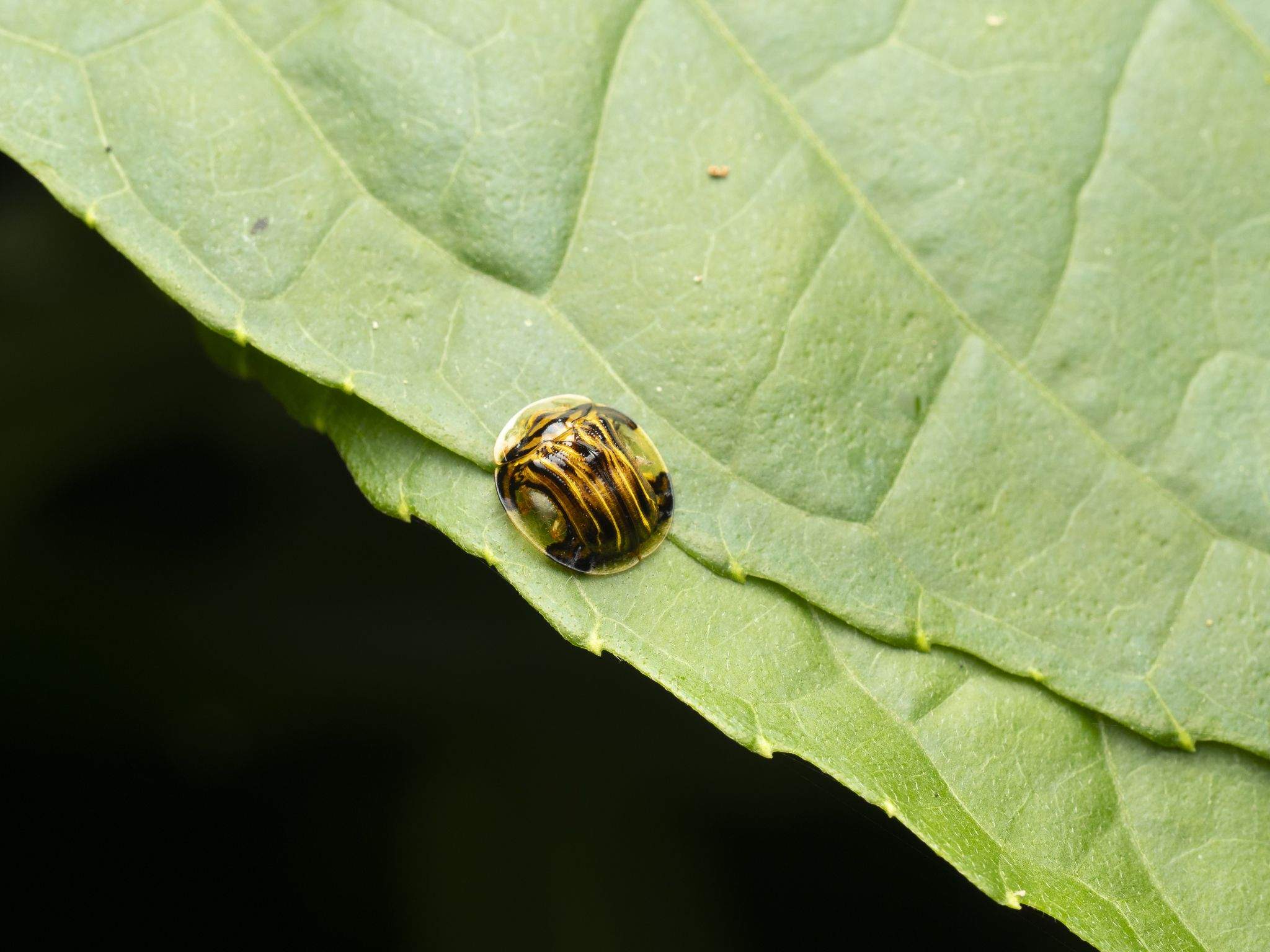 Charidotis vitreata