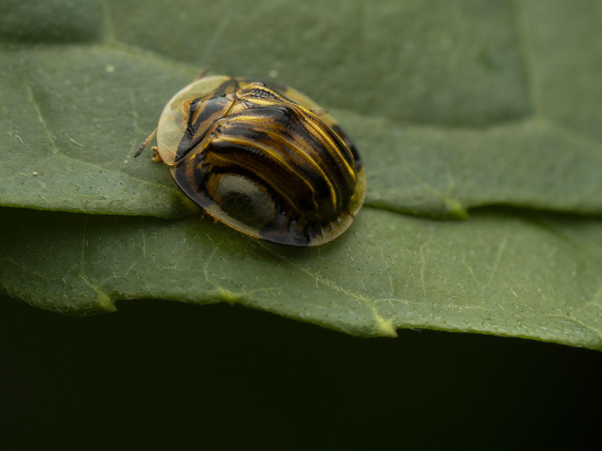 Charidotis vitreata