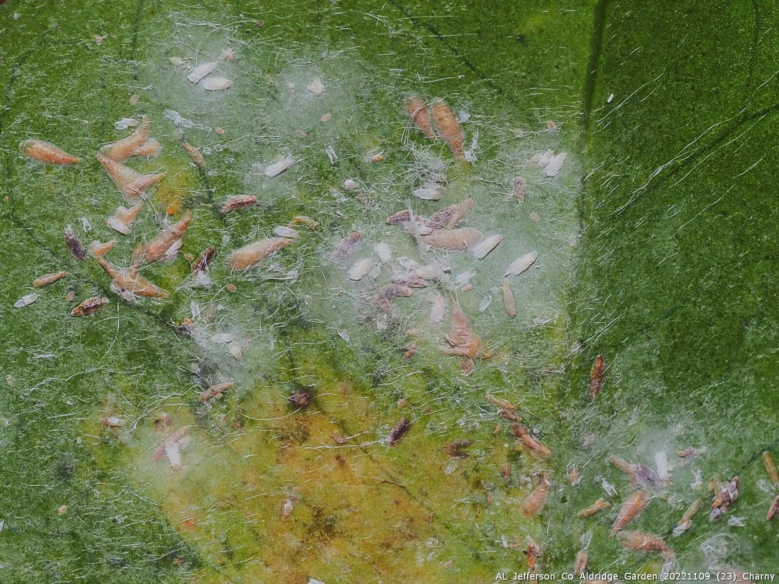 Fiorinia theae