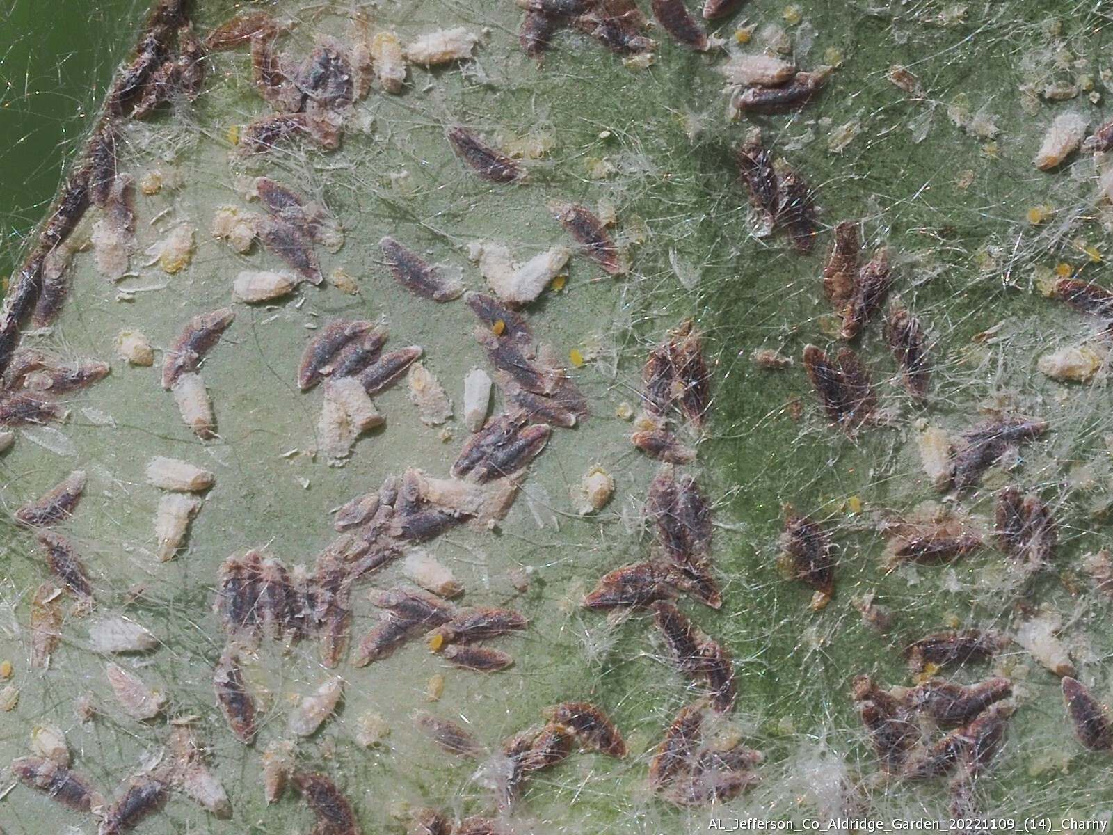 Fiorinia theae