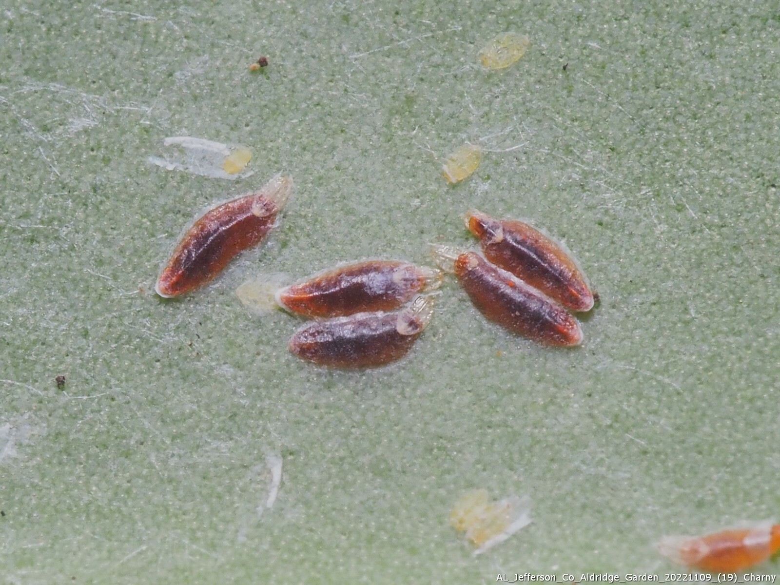 Fiorinia theae