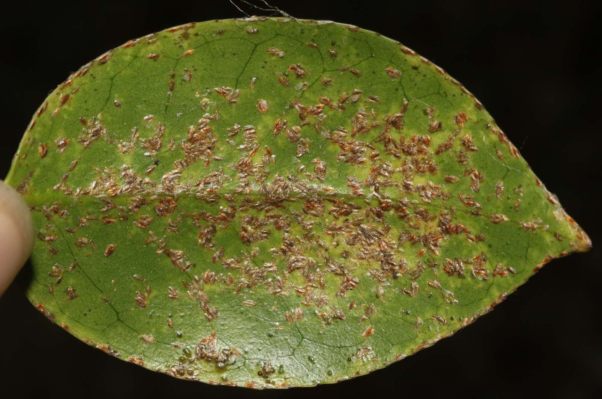 Fiorinia theae