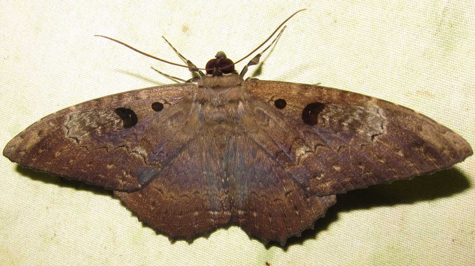 Letis magna