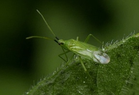 Macrolophus