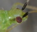 Macrolophus
