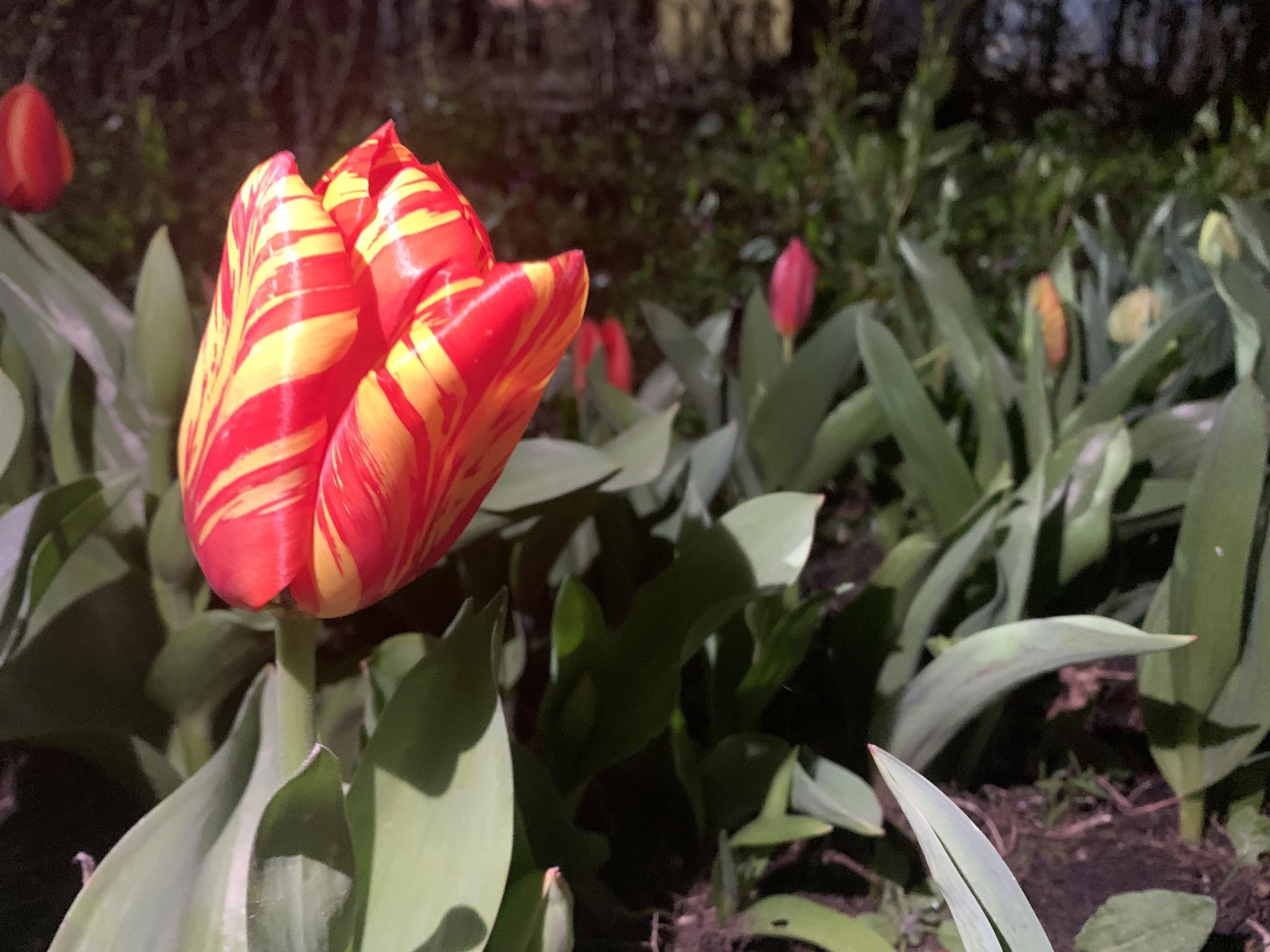 Tulip breaking virus
