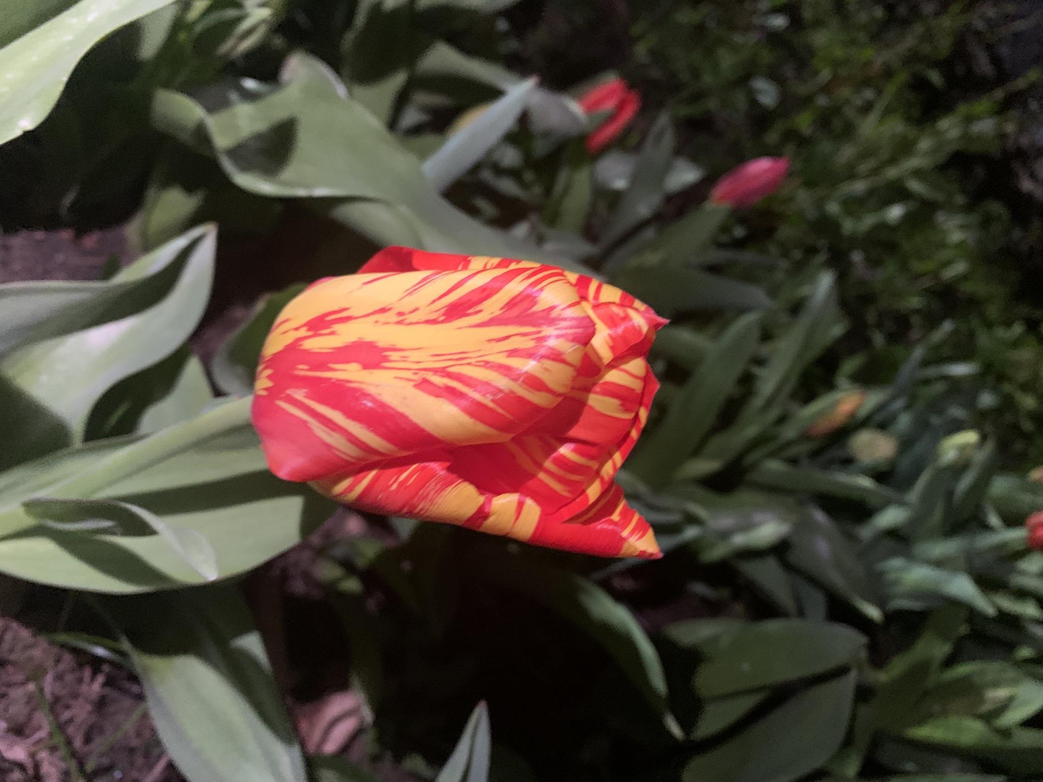 Tulip breaking virus